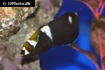 coris formosa coris formosa