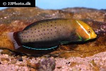coris formosa coris formosa