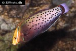 coris formosa coris formosa