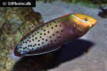 coris formosa coris formosa