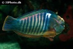 coris formosa coris formosa