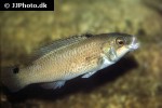 ctenolabrus rupestris ctenolabrus rupestris