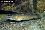 ctenolabrus rupestris ctenolabrus rupestris