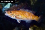 ctenolabrus rupestris ctenolabrus rupestris