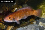 ctenolabrus rupestris ctenolabrus rupestris