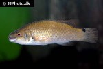 ctenolabrus rupestris ctenolabrus rupestris