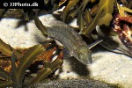 ctenolabrus rupestris ctenolabrus rupestris