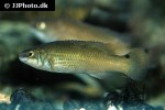 ctenolabrus rupestris ctenolabrus rupestris
