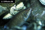 ctenolabrus rupestris ctenolabrus rupestris