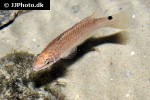 ctenolabrus rupestris ctenolabrus rupestris