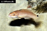 ctenolabrus rupestris ctenolabrus rupestris