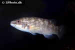 ctenolabrus rupestris ctenolabrus rupestris