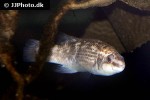 ctenolabrus rupestris ctenolabrus rupestris