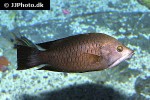 epibulus insidiator epibulus insidiator