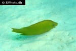 epibulus insidiator epibulus insidiator