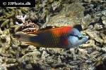 epibulus insidiator epibulus insidiator