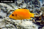epibulus insidiator epibulus insidiator
