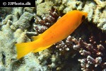 epibulus insidiator epibulus insidiator