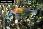 epibulus insidiator epibulus insidiator