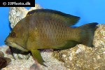 epibulus insidiator epibulus insidiator