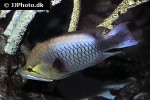 epibulus insidiator epibulus insidiator