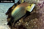 epibulus insidiator epibulus insidiator