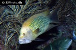 epibulus insidiator epibulus insidiator