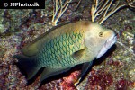 epibulus insidiator epibulus insidiator