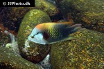 epibulus insidiator epibulus insidiator
