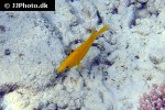 epibulus insidiator epibulus insidiator
