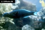 gomphosus caeruleus gomphosus caeruleus