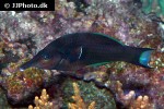 gomphosus caeruleus gomphosus caeruleus