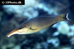 gomphosus varius gomphosus varius