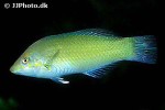 halichoeres chloropterus halichoeres chloropterus