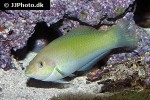 halichoeres chloropterus halichoeres chloropterus
