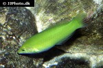 halichoeres chloropterus halichoeres chloropterus