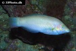 halichoeres chloropterus halichoeres chloropterus