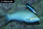 halichoeres chloropterus halichoeres chloropterus