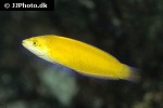 halichoeres chrysus halichoeres chrysus