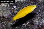 halichoeres chrysus halichoeres chrysus