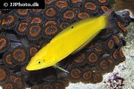 halichoeres chrysus halichoeres chrysus