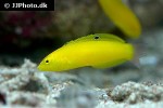 halichoeres chrysus halichoeres chrysus