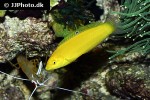 halichoeres chrysus halichoeres chrysus