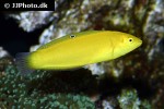 halichoeres chrysus halichoeres chrysus