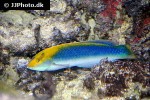 halichoeres cyanocephalus halichoeres cyanocephalus