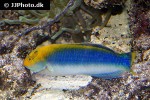 halichoeres cyanocephalus halichoeres cyanocephalus