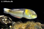 halichoeres garnoti halichoeres garnoti