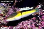 halichoeres garnoti halichoeres garnoti