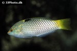 halichoeres hortulanus halichoeres hortulanus