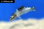 halichoeres hortulanus halichoeres hortulanus